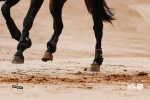 Palio 16 agosto, ecco l’ordine ai canapi della Quarta Prova