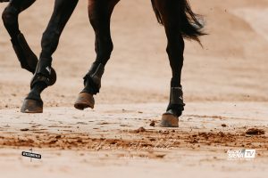 Palio 16 agosto 2025, sono 35 i cavalli ammessi alla Tratta