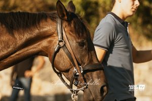 Palio, nominato il veterinario del Magistrato delle contrade