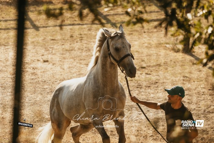 Palio, febbraio segna la ripartenza: atteso il Protocollo equino 2026