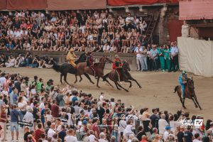 Palio di Siena: le genealogie dei barberi che corrono la carriera di agosto