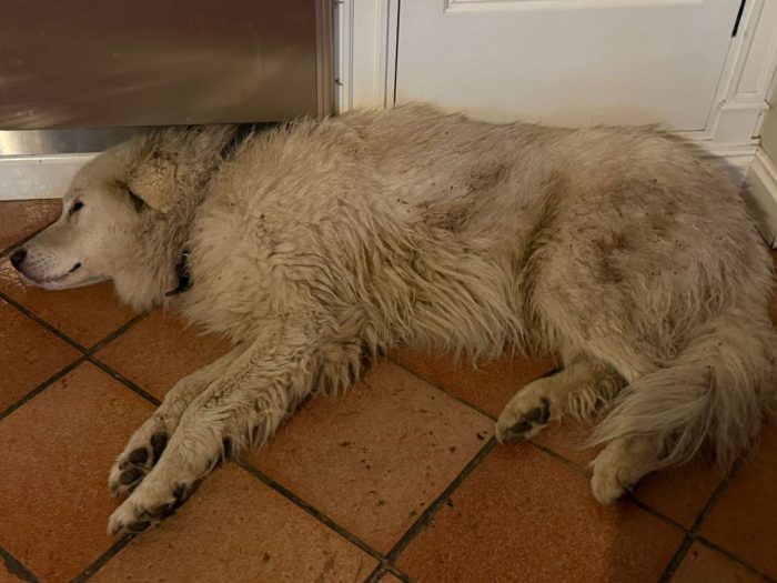 Ritrovato Teo, il maremmano smarrito: Siena si mobilita e lo riporta a casa