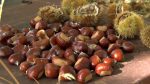 Castagna del Monte Amiata IGP, via al nuovo disciplinare per rilanciare la certificazione