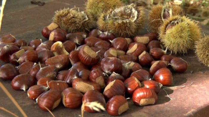 Castagna IGP, il Monte Amiata al centro del nuovo "Distretto rurale castanicolo toscano"