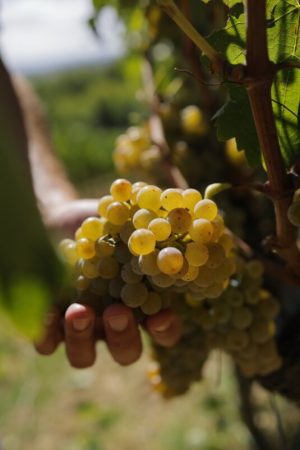 La Vernaccia di San Gimignano vince in Argentina: cancellato il marchio “San Gimignano” della cantina Mevi