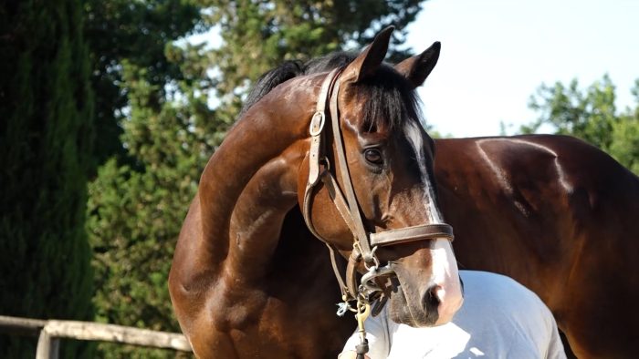 Palio di Siena: Decreto Abodi anche i "cavallai" senesi sono con gli allevatori Anacaad per cambiare la regola dei quattro anni