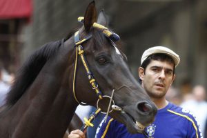 Palio di Siena, ci lascia il barbero vittorioso Istriceddu