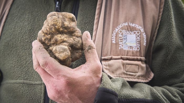 Tartufo bianco e cambiamento climatico, Valdambrini: “Serve agire ora o scomparirà”