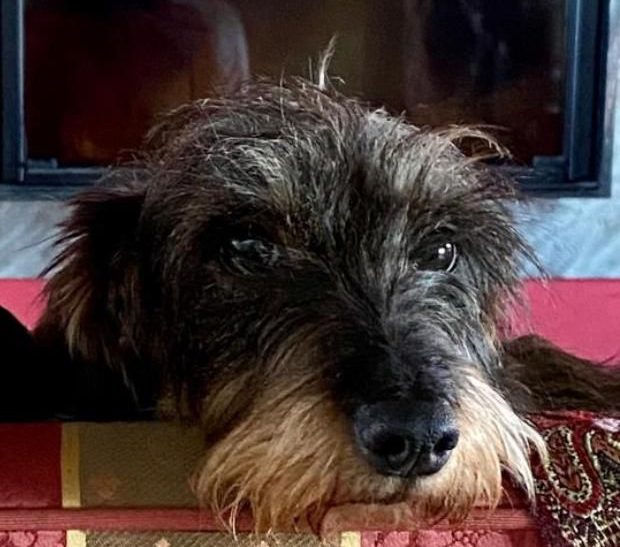 Appello per due bassotti smarriti: si cercano Brando e Giulietta a Monti in Chianti