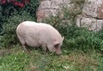 Peppa Pig trova casa: lieto fine per la maialina mascotte di San Rocco a Pilli