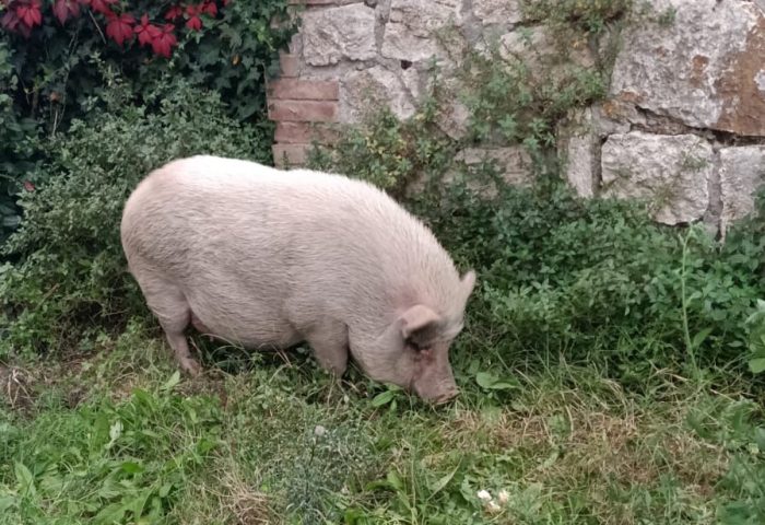 Peppa Pig trova casa: lieto fine per la maialina mascotte di San Rocco a Pilli