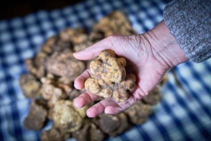 San Giovanni d'Asso, ultimo weekend per la Mostra Mercato del Tartufo Bianco delle Crete Senesi