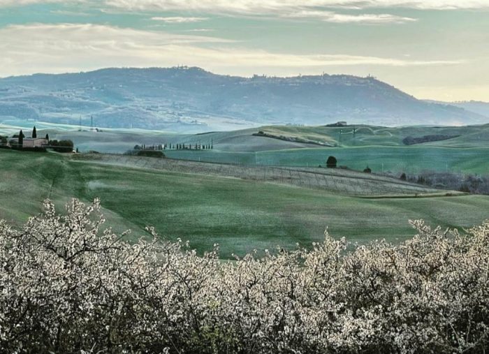 Novembre a Montalcino: il mese del Tartufo Bianco e del Brunello tra degustazioni, arte, cultura e sapori d’autunno