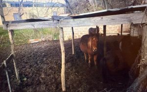Poggibonsi, maltrattamento animale. Si chiede giustizia per 26 equini