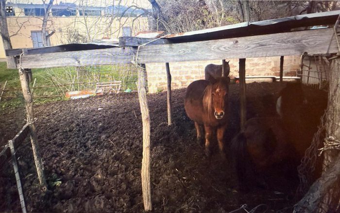 Poggibonsi, maltrattamento animale. Si chiede giustizia per 26 equini