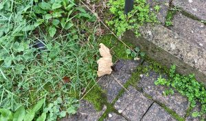 Siena, spugne fritte nell'area cani in Via Mentana