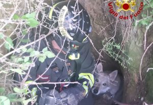 Siena: cane cade in una cavità sotterranea, salvato dai Vigili del Fuoco