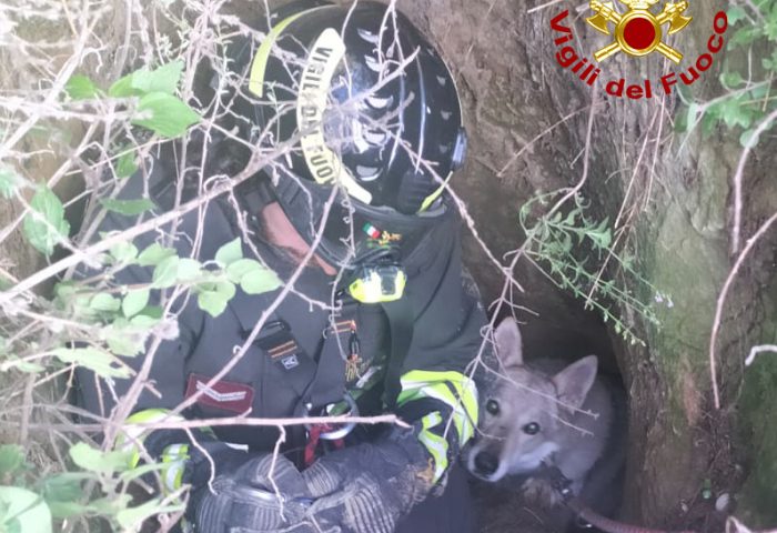 Siena: cane cade in una cavità sotterranea, salvato dai Vigili del Fuoco