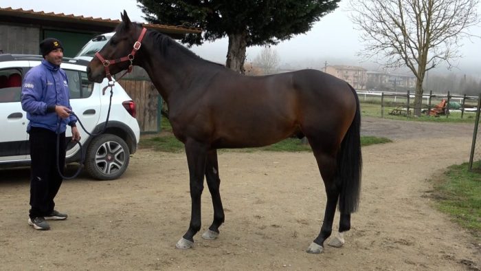 Palio, nuovi cavalli nella scuderia di Tremendo