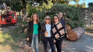 Addio ai pini di Piazza d'Armi, associazioni e cittadini increduli: “Atto sconsiderato, l'Amministrazione sorda alle nostre richieste”