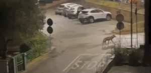 Sovicille, avvistato un lupo tra le abitazioni di San Rocco a Pilli
