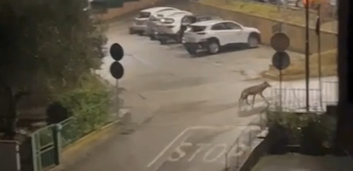 Sovicille, avvistato un lupo tra le abitazioni di San Rocco a Pilli