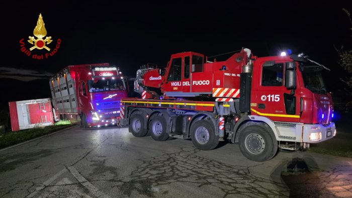 Autotreno carico di suini si ribalta a Sinalunga, feriti alcuni animali