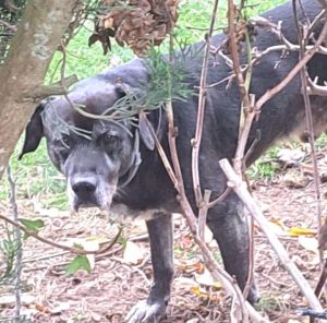 Siena, cane anziano si aggira solo per le strade