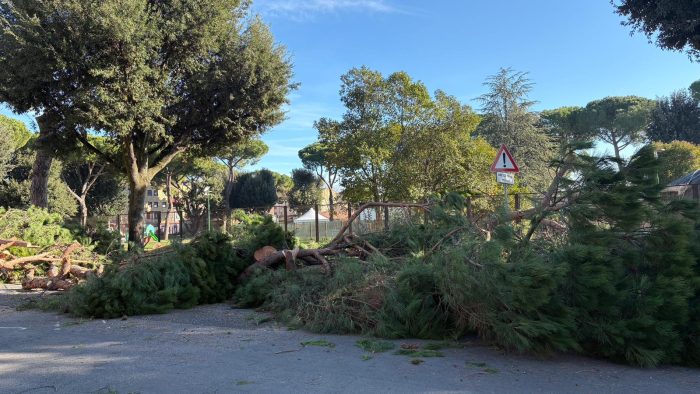 Siena, i Carabinieri Forestali avviano accertamenti sul taglio dei pini in Piazza Amendola