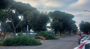 Al via il taglio dei pini in Piazza d’Armi: intervento per la sicurezza e il rifacimento della strada