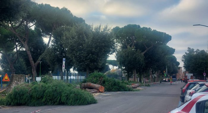 Al via il taglio dei pini in Piazza d’Armi: intervento per la sicurezza e il rifacimento della strada