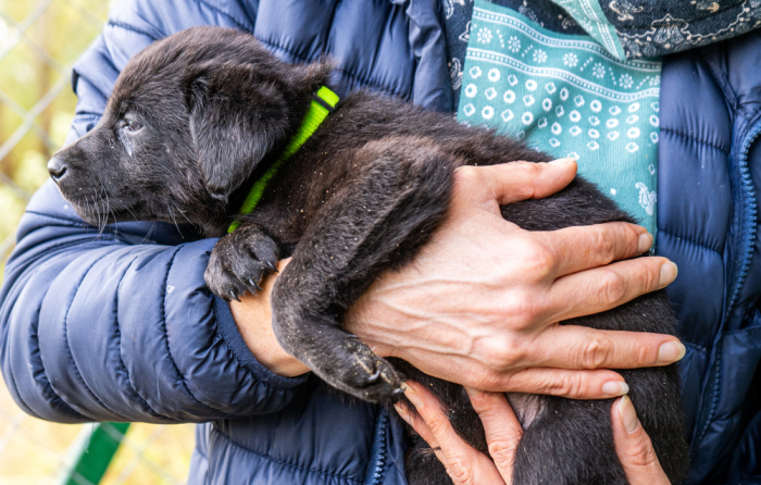 San Gimignano rinnova impegno contro il randagismo: sottoscritta convenzione con Associazione U.N.A. per il 2026