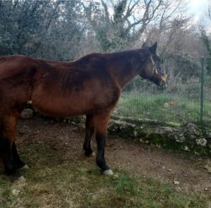 Botti di capodanno: cavalla scappa dalla paura, ritrovata sana e salva