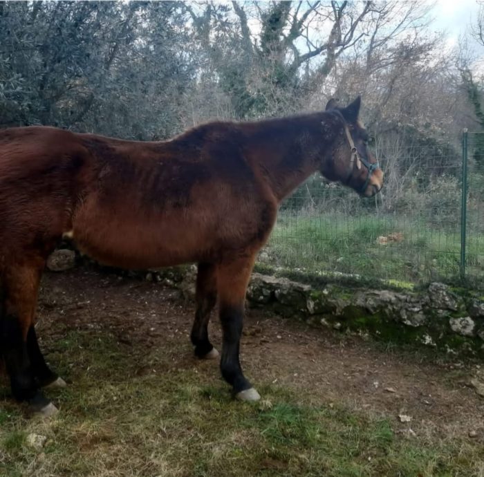 Botti di capodanno: cavalla scappa dalla paura, ritrovata sana e salva