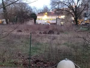 Siena, branco di cinghiali tra le auto in Viale Sardegna