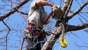 Viabilit&agrave; a Siena, chiusure temporanee in strada Chiantigiana per lavori di potatura