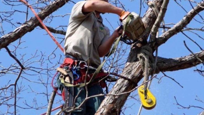 Viabilit&agrave; a Siena, chiusure temporanee in strada Chiantigiana per lavori di potatura