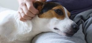 Bonus animali domestici in Toscana: come funziona, chi ne ha diritto e perch&eacute; conviene muoversi subito