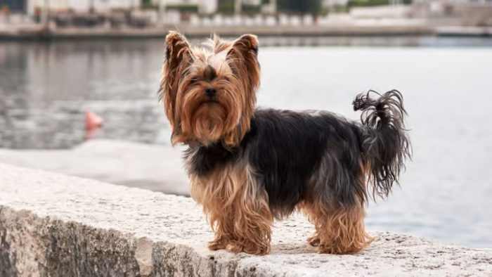 Colle Val d'Elsa, lite per lo Yorkshire &ldquo;Lucky&rdquo; finisce in tribunale: due imputati