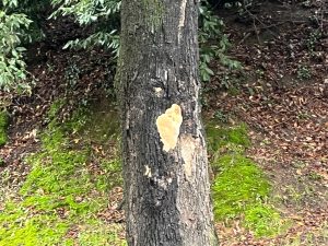 Siena, tiglio di San Domenico: tecnici al lavoro, ipotesi fungo nel fusto