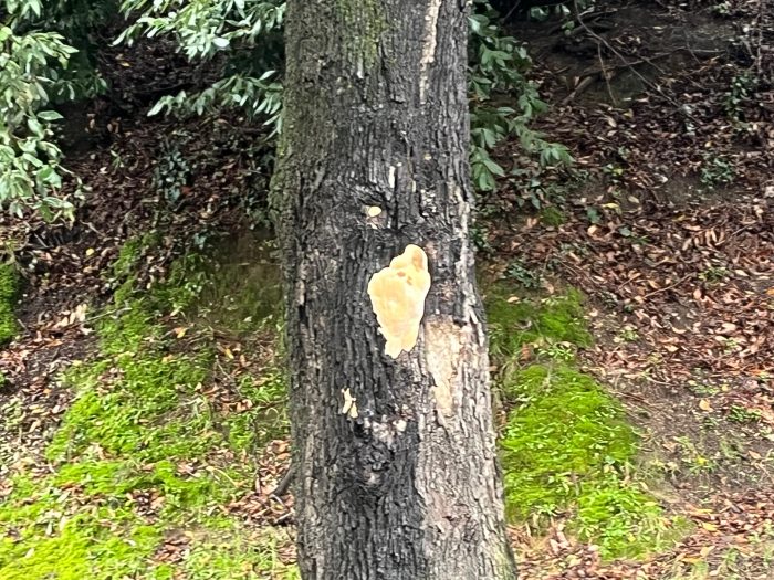 Siena, tiglio di San Domenico: tecnici al lavoro, ipotesi fungo nel fusto