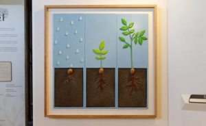 San Quirico d'Orcia: "Storie sulle dita: alberi", a Palazzo Chigi mostra tattile e multisensoriale