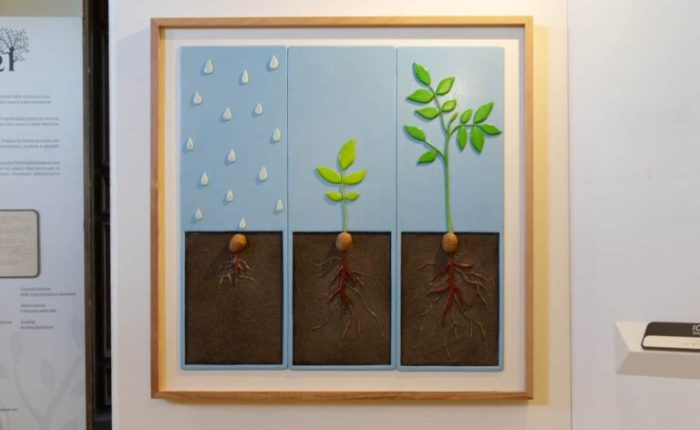 San Quirico d'Orcia: "Storie sulle dita: alberi", a Palazzo Chigi mostra tattile e multisensoriale
