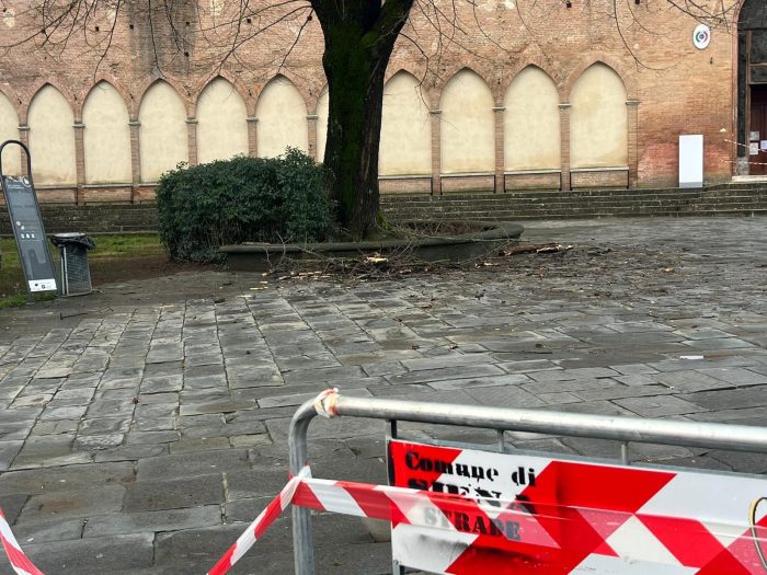 Siena, albero transennato a San Domenico: in valutazione l&rsquo;abbattimento