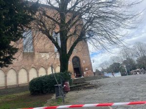 Siena, tiglio di San Domenico: Italia Nostra chiede l'accesso agli atti e vuole commissionare un'altra perizia