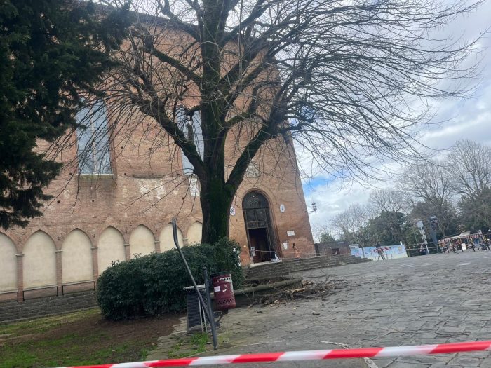 Siena, tiglio di San Domenico: Italia Nostra chiede l'accesso agli atti e vuole commissionare un'altra perizia