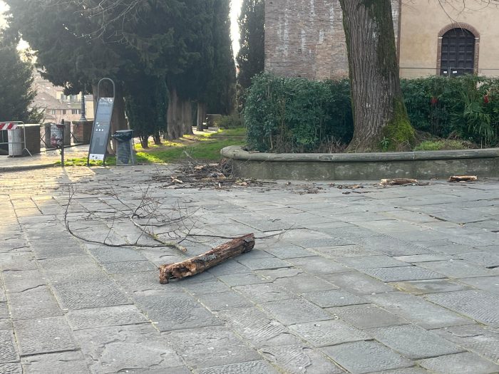 Siena, il tiglio di San Domenico perde altri rami e un tronco