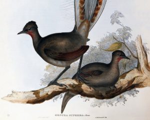 Siena, International Darwin Day 2026: "Decidono le femmine" all&rsquo;Accademia dei Fisiocritici