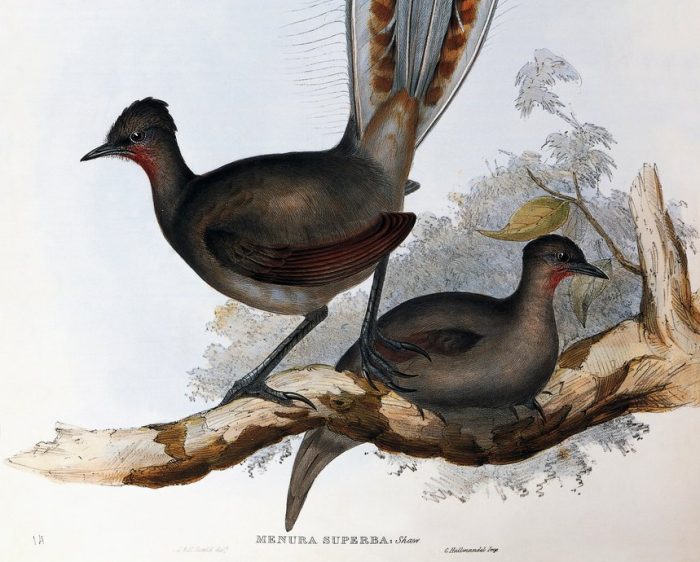 Siena, International Darwin Day 2026: "Decidono le femmine" all&rsquo;Accademia dei Fisiocritici