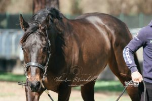 Palio di Siena, 144 cavalli ammessi all&rsquo;Albo 2026 dopo le visite veterinarie
